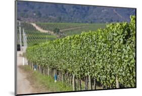 Chile, Casablanca, Vineyard Detail at Vina Casas Del Bosque Winery-Walter Bibikow-Mounted Photographic Print