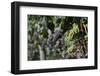 Chile, Casablanca, Vineyard Detail at Vina Casas Del Bosque Winery-Walter Bibikow-Framed Photographic Print