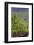 Chile, Casablanca, Vineyard Detail at Vina Casas Del Bosque Winery-Walter Bibikow-Framed Photographic Print