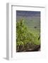 Chile, Casablanca, Vineyard Detail at Vina Casas Del Bosque Winery-Walter Bibikow-Framed Photographic Print