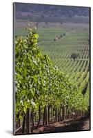 Chile, Casablanca, Vineyard Detail at Vina Casas Del Bosque Winery-Walter Bibikow-Mounted Photographic Print