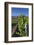 Chile, Casablanca, Vineyard Detail at Vina Casas Del Bosque Winery-Walter Bibikow-Framed Photographic Print