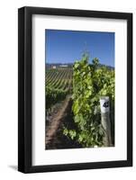 Chile, Casablanca, Vineyard Detail at Vina Casas Del Bosque Winery-Walter Bibikow-Framed Photographic Print