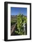 Chile, Casablanca, Vineyard Detail at Vina Casas Del Bosque Winery-Walter Bibikow-Framed Photographic Print