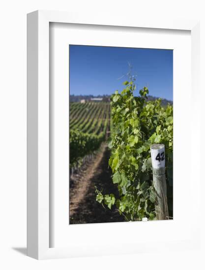 Chile, Casablanca, Vineyard Detail at Vina Casas Del Bosque Winery-Walter Bibikow-Framed Photographic Print