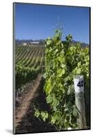 Chile, Casablanca, Vineyard Detail at Vina Casas Del Bosque Winery-Walter Bibikow-Mounted Photographic Print