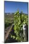 Chile, Casablanca, Vineyard Detail at Vina Casas Del Bosque Winery-Walter Bibikow-Mounted Photographic Print