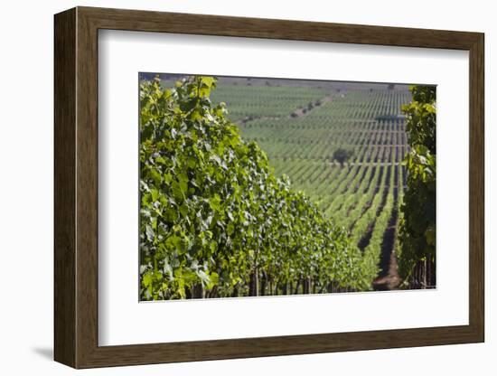 Chile, Casablanca, Vineyard Detail at Vina Casas Del Bosque Winery-Walter Bibikow-Framed Photographic Print