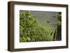 Chile, Casablanca, Vineyard Detail at Vina Casas Del Bosque Winery-Walter Bibikow-Framed Photographic Print