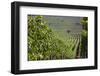 Chile, Casablanca, Vineyard Detail at Vina Casas Del Bosque Winery-Walter Bibikow-Framed Photographic Print