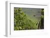 Chile, Casablanca, Vineyard Detail at Vina Casas Del Bosque Winery-Walter Bibikow-Framed Photographic Print