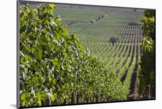 Chile, Casablanca, Vineyard Detail at Vina Casas Del Bosque Winery-Walter Bibikow-Mounted Photographic Print