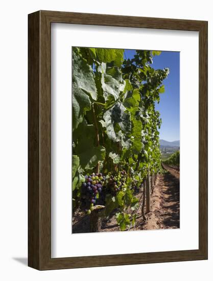 Chile, Casablanca, Vineyard Detail at Vina Casas Del Bosque Winery-Walter Bibikow-Framed Photographic Print