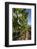 Chile, Casablanca, Vineyard Detail at Vina Casas Del Bosque Winery-Walter Bibikow-Framed Photographic Print