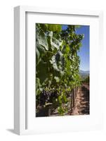 Chile, Casablanca, Vineyard Detail at Vina Casas Del Bosque Winery-Walter Bibikow-Framed Photographic Print