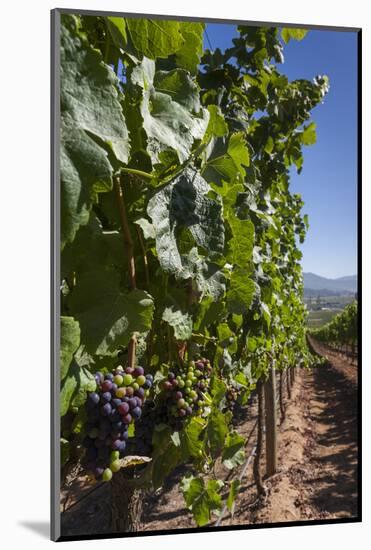 Chile, Casablanca, Vineyard Detail at Vina Casas Del Bosque Winery-Walter Bibikow-Mounted Photographic Print