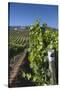 Chile, Casablanca, Vineyard Detail at Vina Casas Del Bosque Winery-Walter Bibikow-Stretched Canvas