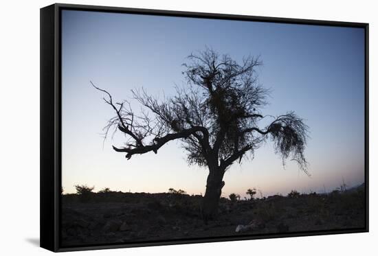 Chile, Combarbala, Tree, Sundown-Jutta Ulmer-Framed Stretched Canvas