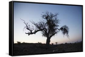 Chile, Combarbala, Tree, Sundown-Jutta Ulmer-Framed Stretched Canvas