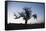 Chile, Combarbala, Tree, Sundown-Jutta Ulmer-Framed Stretched Canvas