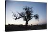 Chile, Combarbala, Tree, Sundown-Jutta Ulmer-Stretched Canvas