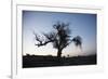 Chile, Combarbala, Tree, Sundown-Jutta Ulmer-Framed Photographic Print