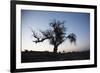 Chile, Combarbala, Tree, Sundown-Jutta Ulmer-Framed Photographic Print