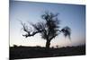 Chile, Combarbala, Tree, Sundown-Jutta Ulmer-Mounted Photographic Print