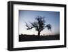 Chile, Combarbala, Tree, Sundown-Jutta Ulmer-Framed Photographic Print