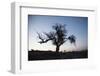 Chile, Combarbala, Tree, Sundown-Jutta Ulmer-Framed Photographic Print