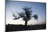 Chile, Combarbala, Tree, Sundown-Jutta Ulmer-Mounted Photographic Print