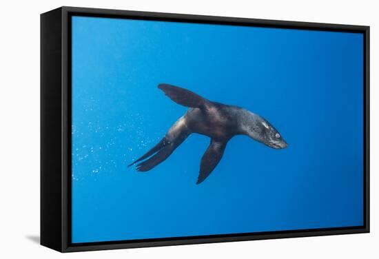 Chile, Diego Ramirez Island, Southern Sea Lion in Drake Passage.-Paul Souders-Framed Stretched Canvas