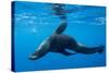 Chile, Diego Ramirez Island, Southern Sea Lion in Drake Passage.-Paul Souders-Stretched Canvas