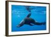 Chile, Diego Ramirez Island, Southern Sea Lion in Drake Passage.-Paul Souders-Framed Photographic Print