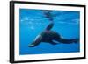 Chile, Diego Ramirez Island, Southern Sea Lion in Drake Passage.-Paul Souders-Framed Photographic Print