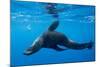 Chile, Diego Ramirez Island, Southern Sea Lion in Drake Passage.-Paul Souders-Mounted Photographic Print
