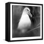 Chile, Diego Ramirez Islands, Gray-headed Albatross at its nest.-Paul Souders-Framed Stretched Canvas