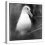 Chile, Diego Ramirez Islands, Gray-headed Albatross at its nest.-Paul Souders-Stretched Canvas