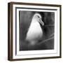 Chile, Diego Ramirez Islands, Gray-headed Albatross at its nest.-Paul Souders-Framed Photographic Print