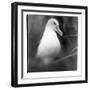 Chile, Diego Ramirez Islands, Gray-headed Albatross at its nest.-Paul Souders-Framed Photographic Print