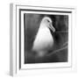 Chile, Diego Ramirez Islands, Gray-headed Albatross at its nest.-Paul Souders-Framed Photographic Print