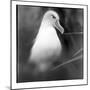Chile, Diego Ramirez Islands, Gray-headed Albatross at its nest.-Paul Souders-Mounted Photographic Print