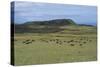 Chile, Easter Island, Rapa-Nui National Park, Ahu Akivi, Cattle on Pasture-null-Stretched Canvas