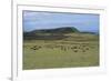 Chile, Easter Island, Rapa-Nui National Park, Ahu Akivi, Cattle on Pasture-null-Framed Giclee Print