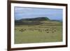 Chile, Easter Island, Rapa-Nui National Park, Ahu Akivi, Cattle on Pasture-null-Framed Giclee Print