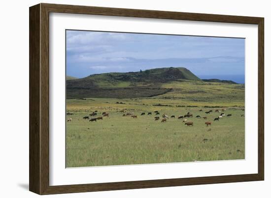 Chile, Easter Island, Rapa-Nui National Park, Ahu Akivi, Cattle on Pasture-null-Framed Giclee Print