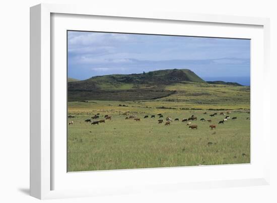 Chile, Easter Island, Rapa-Nui National Park, Ahu Akivi, Cattle on Pasture-null-Framed Giclee Print