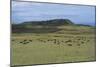 Chile, Easter Island, Rapa-Nui National Park, Ahu Akivi, Cattle on Pasture-null-Mounted Giclee Print