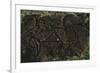 Chile, Easter Island, Rapa-Nui National Park, East Coast Papa Vaka Location, Petroglyphs-null-Framed Giclee Print