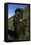 Chile, Easter Island, Rapa-Nui National Park, Rano Raraku, Anthropomorphic 'Moai' Monoliths-null-Framed Stretched Canvas